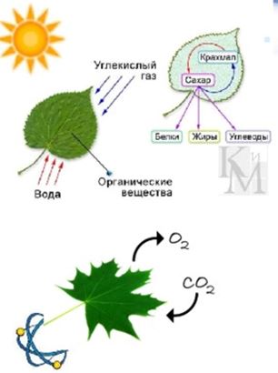 В основе фотографии лежит химическое действие света